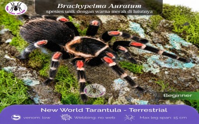 Brachypelma  auratum UNSEX JUVI